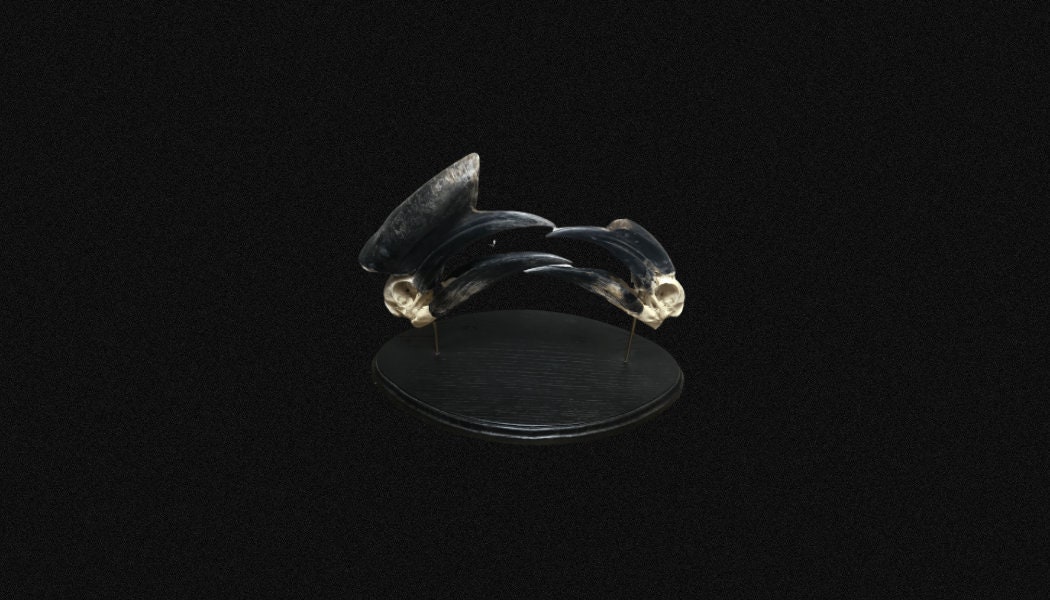 Crâne Calao, Couple de Calao à Casque Noir, sur Socle Objet Pour Cabinet Curiosité