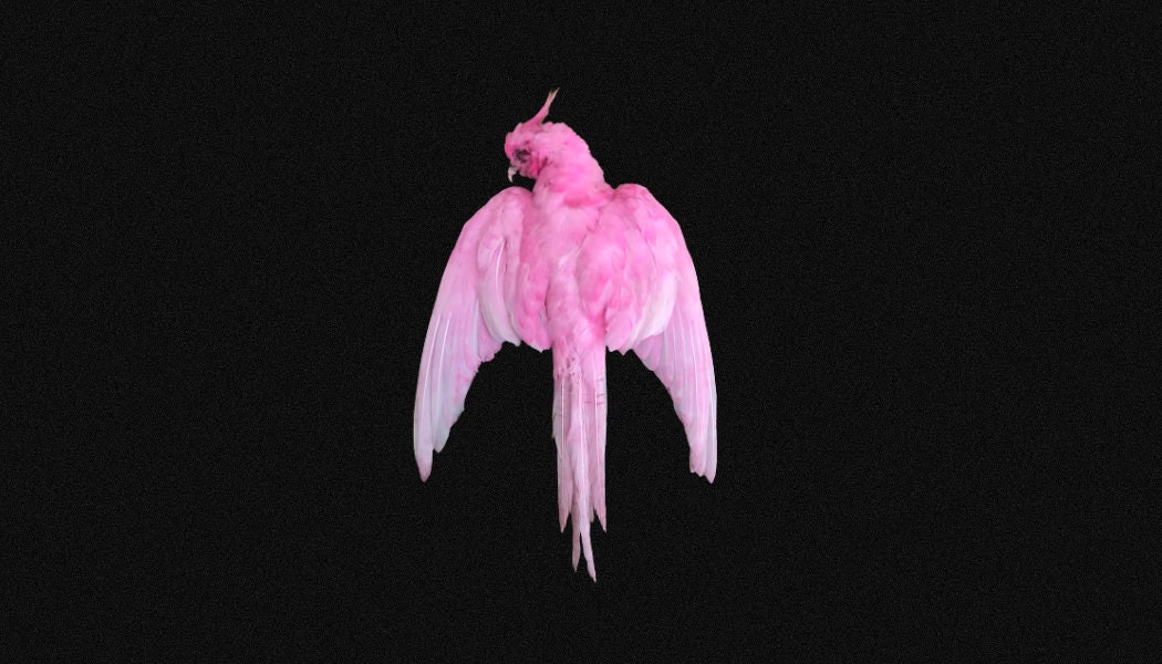 Perruche Calopsitte | Nymphicus Hollandicus Teintée. Aplat de Perruche. Ailes Entières. Perruche Tax