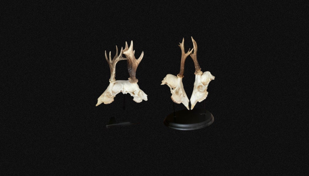 Paire de Crânes Chevreuil Au Choix sur Socle, en Mode Battle ou Siamois. Cabinet Curiosités.