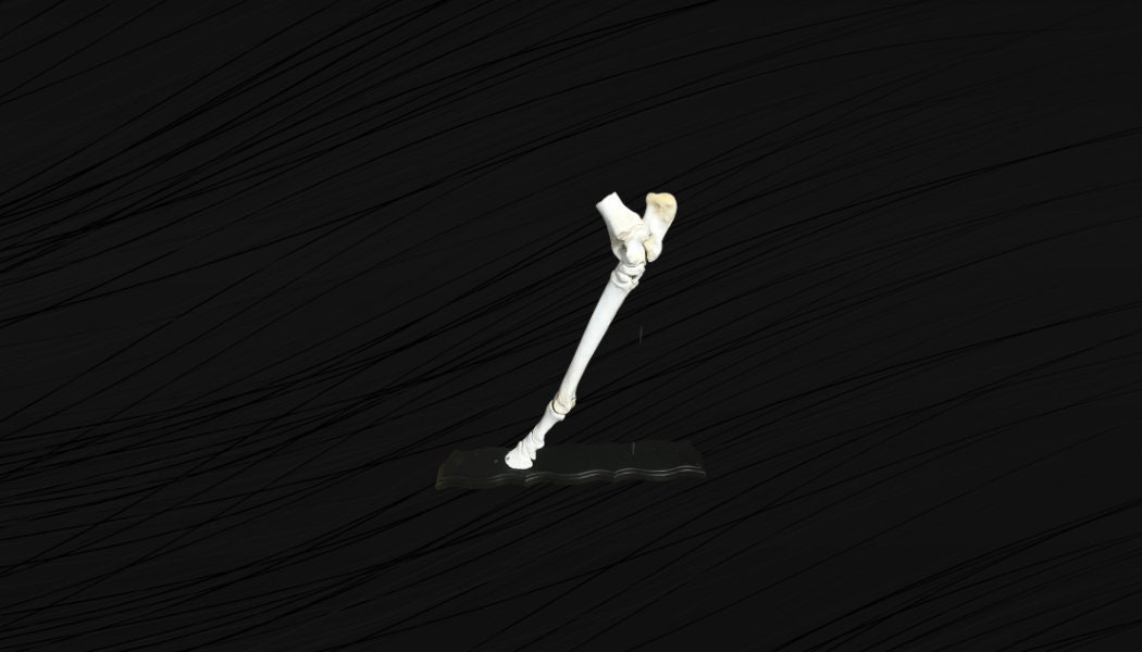 Patte de Cheval, Ostéologie. Patte sur Pied Tourné, Socle et Montée. Cheval Socle. Belle Présentatio