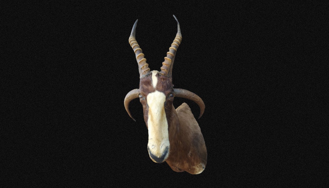 Création Taxidermie à 4 Cornes, Damalisque Front Blanc. Antilope Cornes. Rare et Original