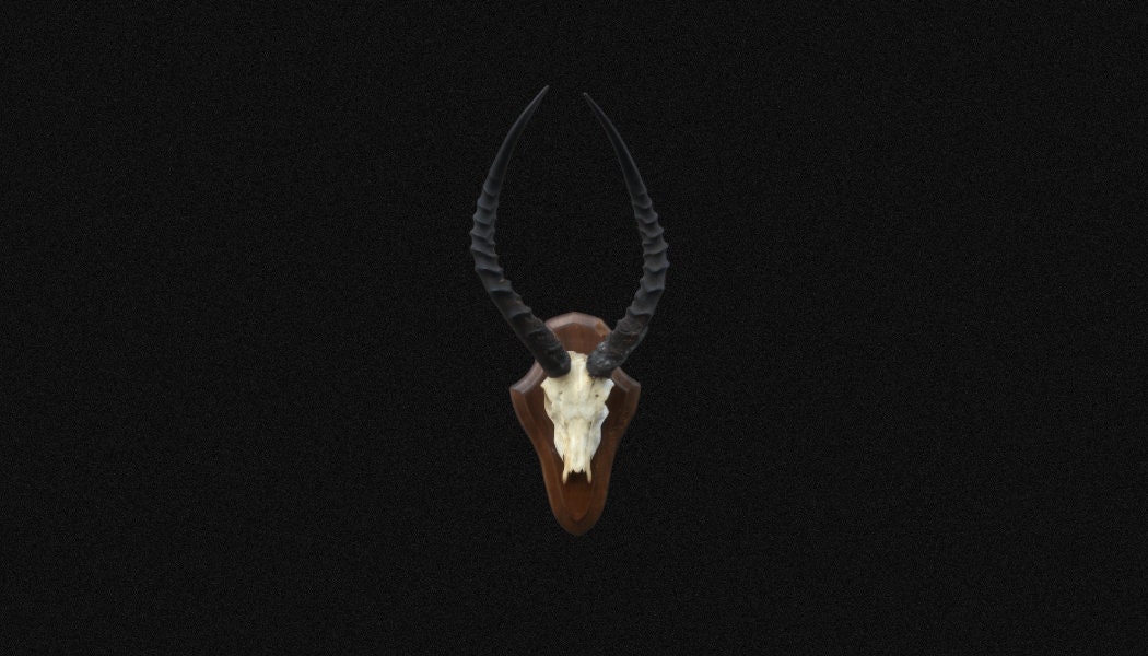 Massacre de Cobe Buffon, Crâne Cobe, Ancien Vintage. sur Écusson en Bois. Trophée Chasse Afrique. Cr