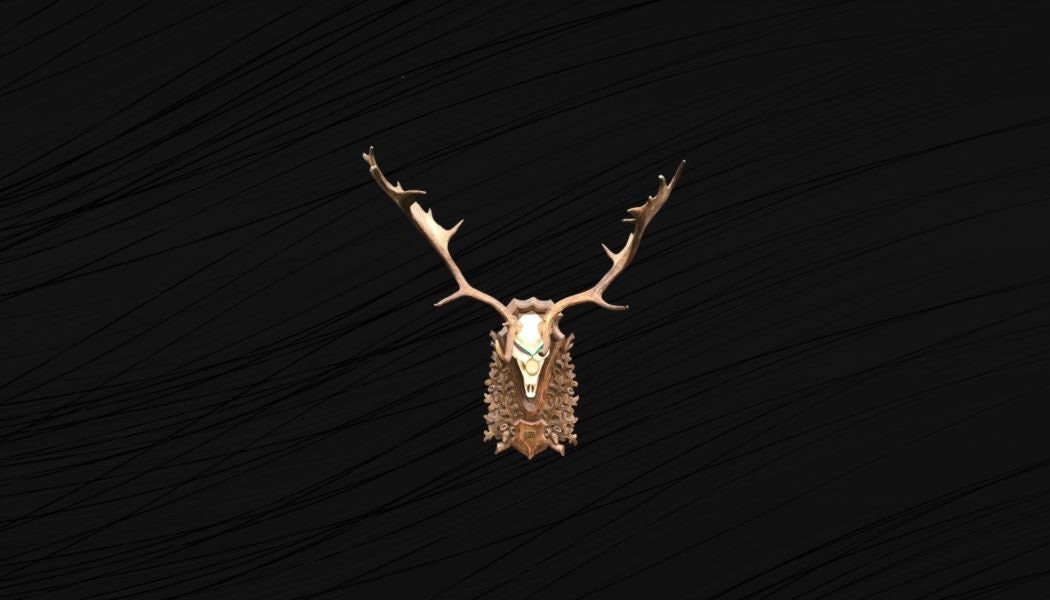 Crâne de Daim Médaillé, Magnifique Trophée Daim. Crâne, Belles Palettes.