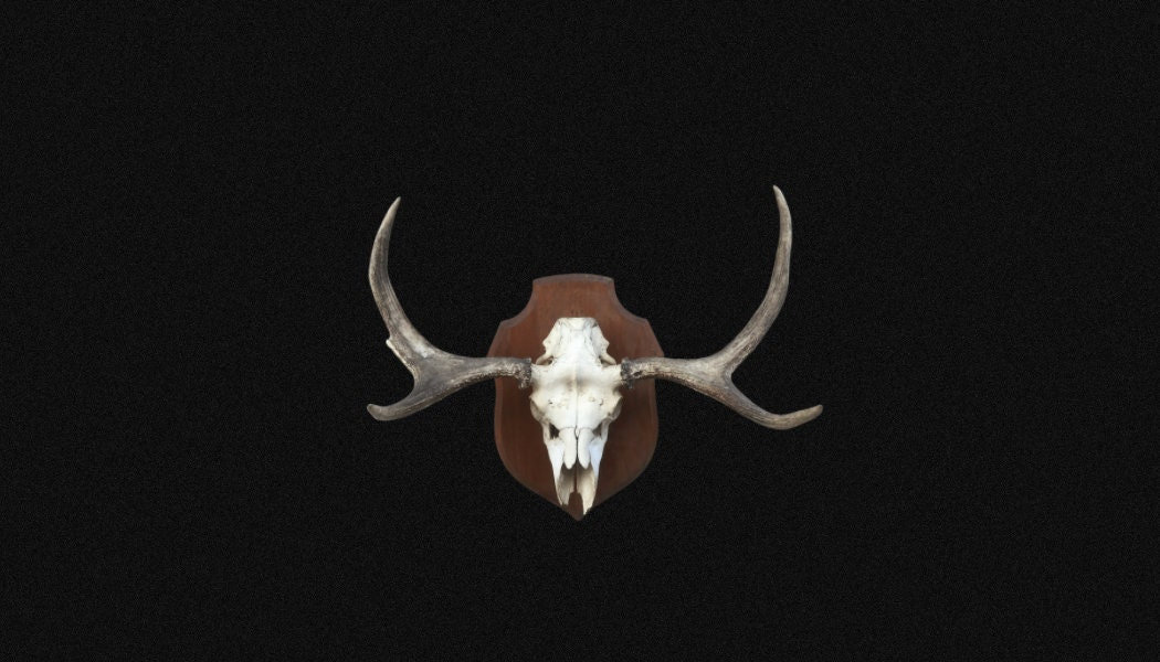 Crâne d'élan, Bois Élan. Crâne. Cabinet de Curiosités. Palettes Élan.elan sur Écusson en Bois. Crâne