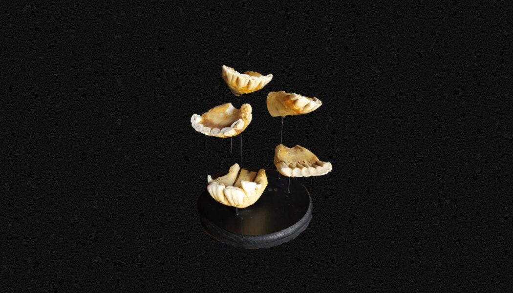 Ostéologie, Présentation Mâchoires Cheval Cabinet de Curiosité. Crâne Cheval, Curiosité Objet.