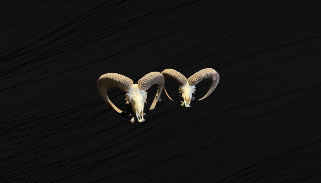 Crânes de Mouflons Vendus Par Paire Médaillés, Superbes Crânes Mouflons. Mouflons. Paire Mouflons