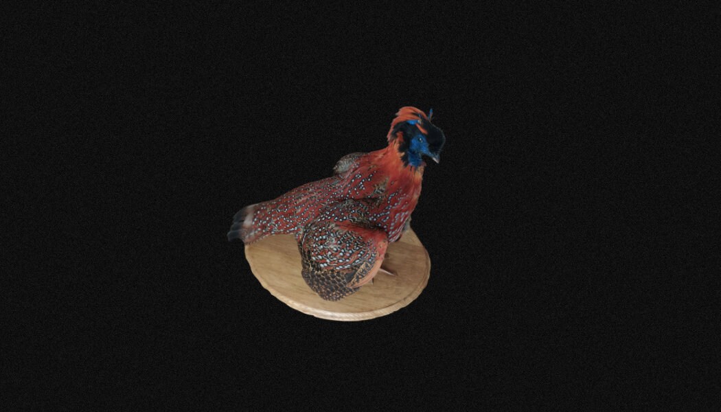 Tragopan Naturalisé, Tragopan de Teminck, Faisan Empaillé. Taxidermie Oiseau, Volaille, Tragopan, Fa