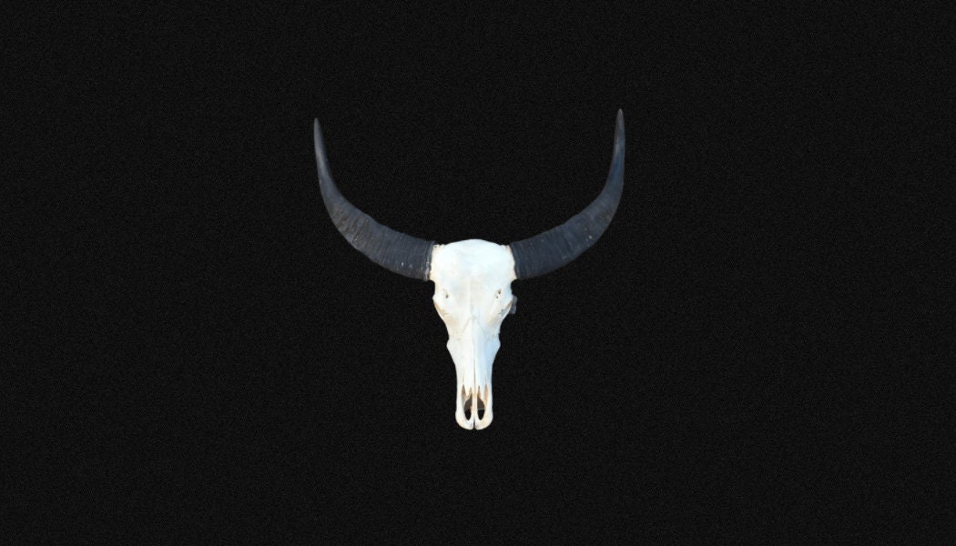 Superbe Crâne de Buffle Asiatique. Crâne. Crâne d'asile, d'eau.