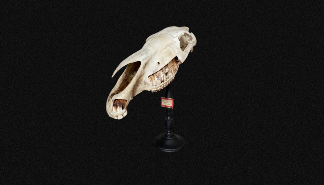 Crâne de Cheval sur Socle en Présentation Didactique. Coupe d'étude, Ostéologie. Vintage