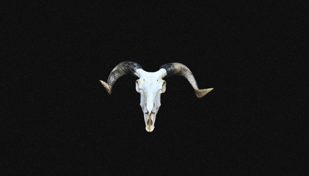 Crâne de Brebis, Au Choix