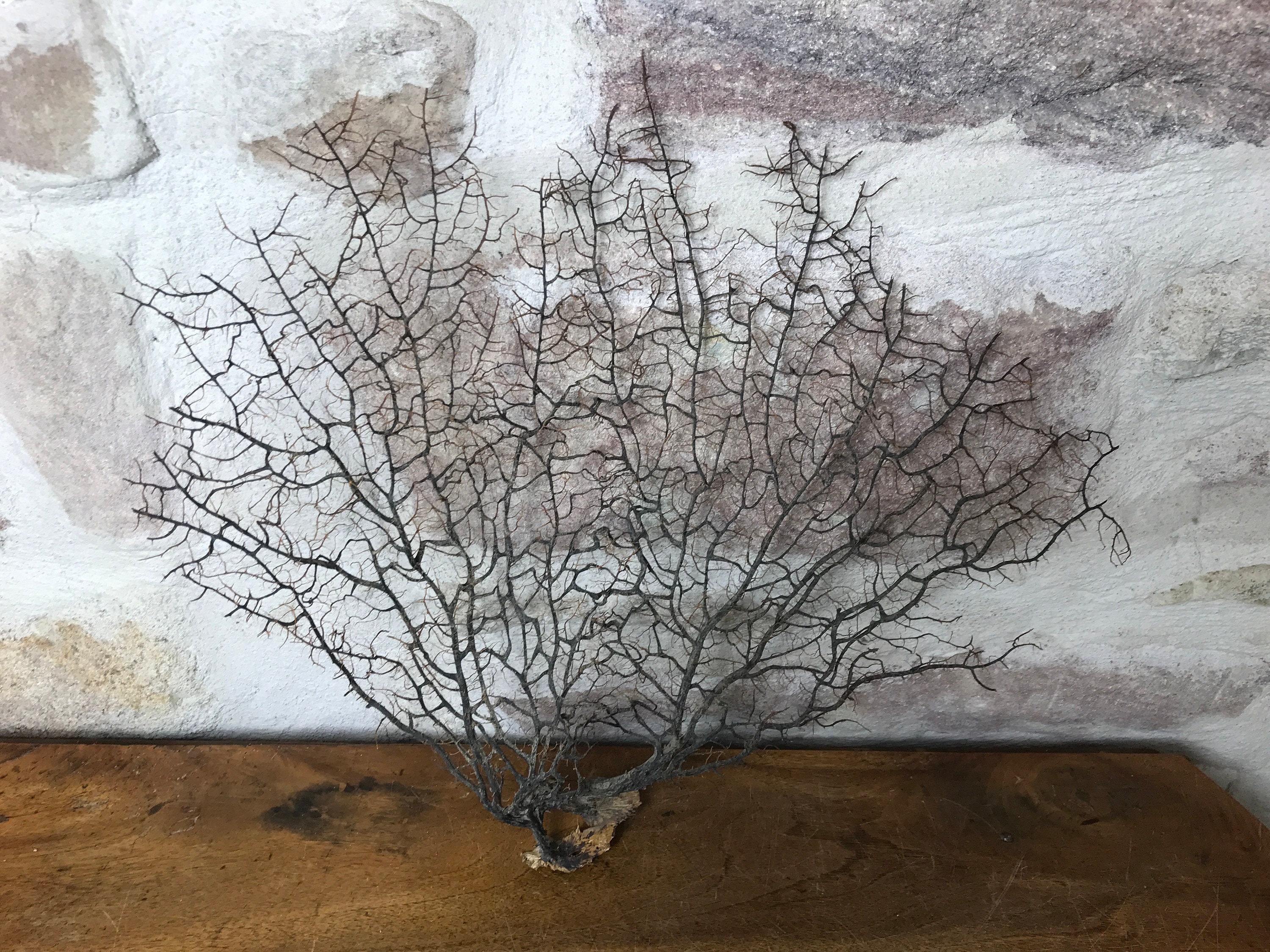 Gorgone Noire, Au Choix