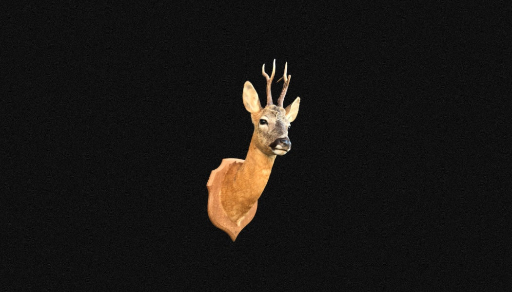 Chevreuil Taxidermie, Tête en Cape de Brocard sur Écusson. Chevreuil Naturalisé, Empaillé.