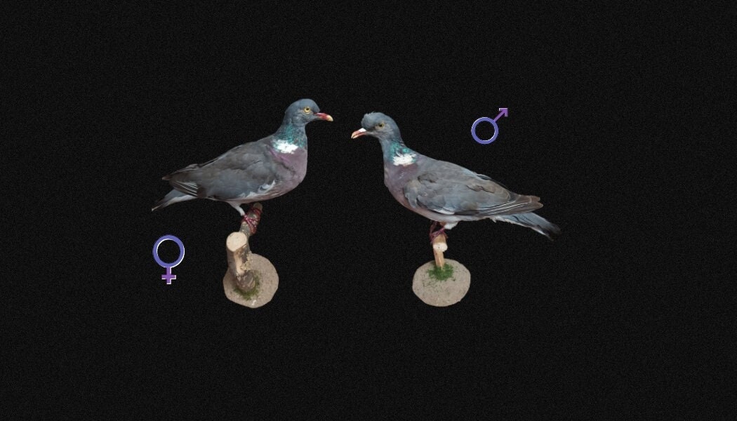 Pigeon Ramier Au Choix Pigeon Naturalisé. Empaillé. Animabuy, Taxidermie.