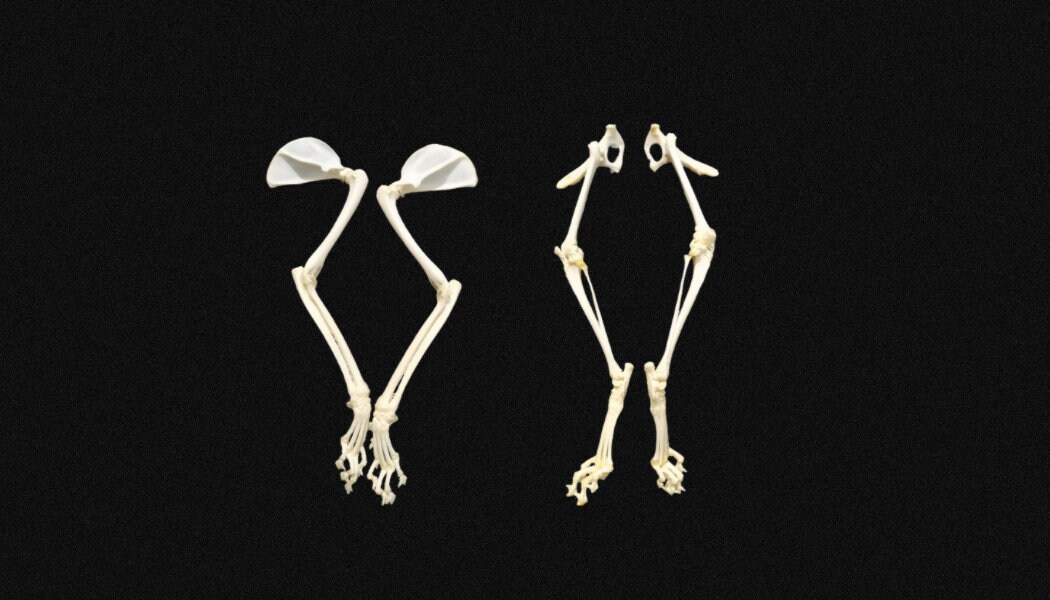 Paire de Pattes Chat Avant ou Arrière, Au Choix Squelette Chat, Ostéologie Féline.