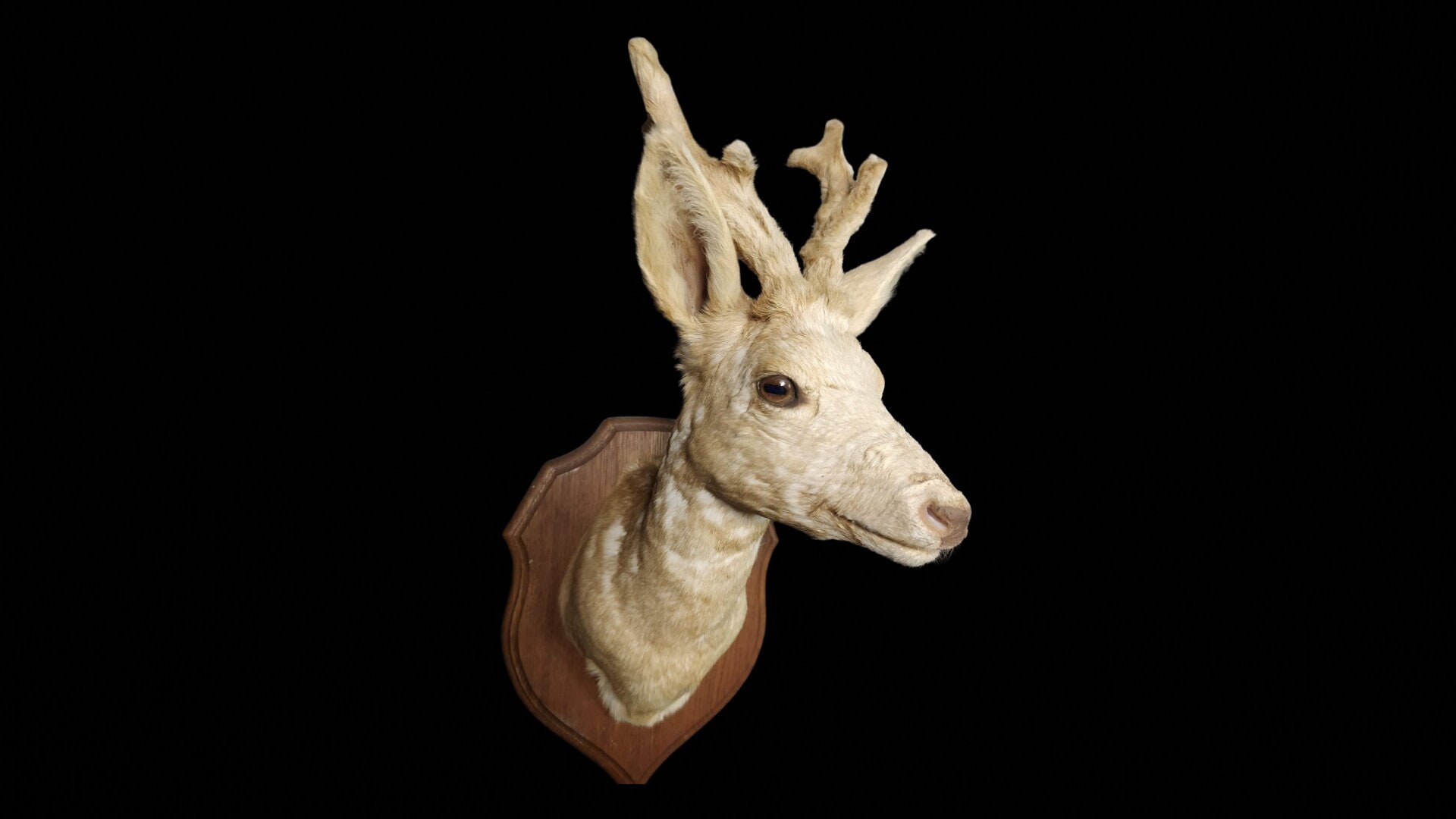 Exceptionnelle Tête en Cape de Chevreuil Albinos, sur Écusson. Chevreuil Albinos Naturalisé. Tête Ch