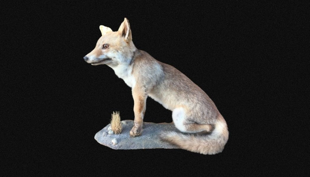 Superbe Renardeau Naturalisé, Assis sur Socle Végétalisé. Taxidermie Renard