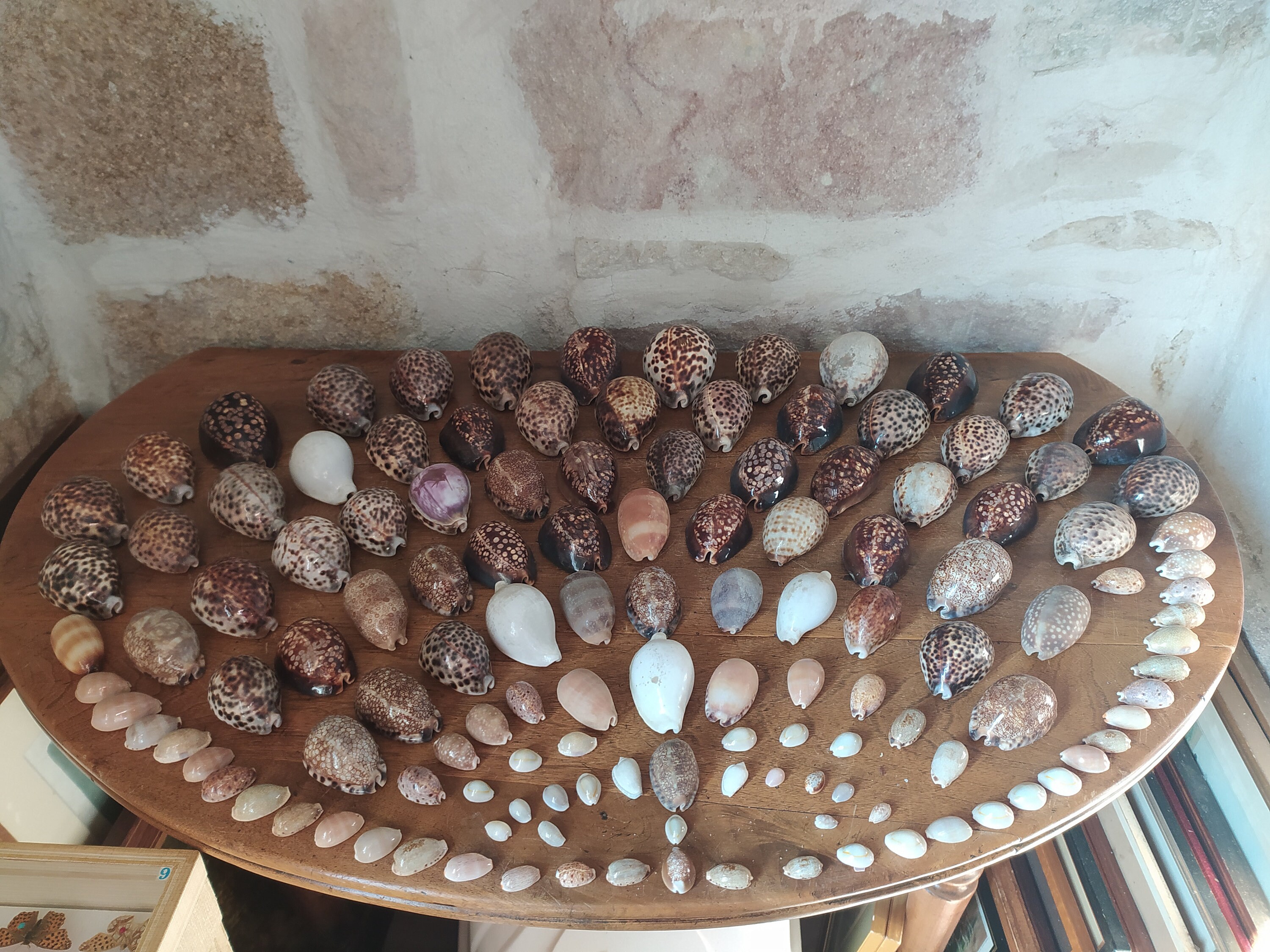 Ensemble de Porcelaines Coquillage, Porcelaine, Belle Collection