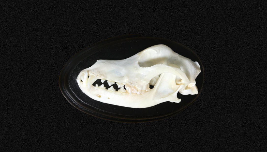 Demi-Crâne de Chien sur Socle Ovale en Bois Crâne Chien, Présentation Atypique.