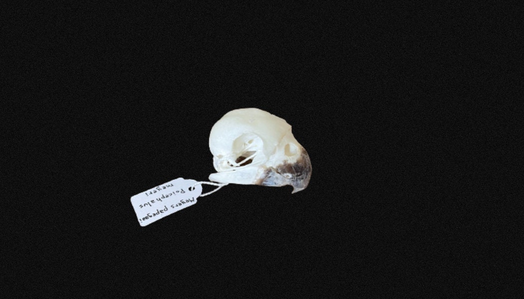 Crâne de Perroquet Meyer, en Excellent État Crâne d'oiseau, Crâne Perruche, Entier. Perroquet Meyer.