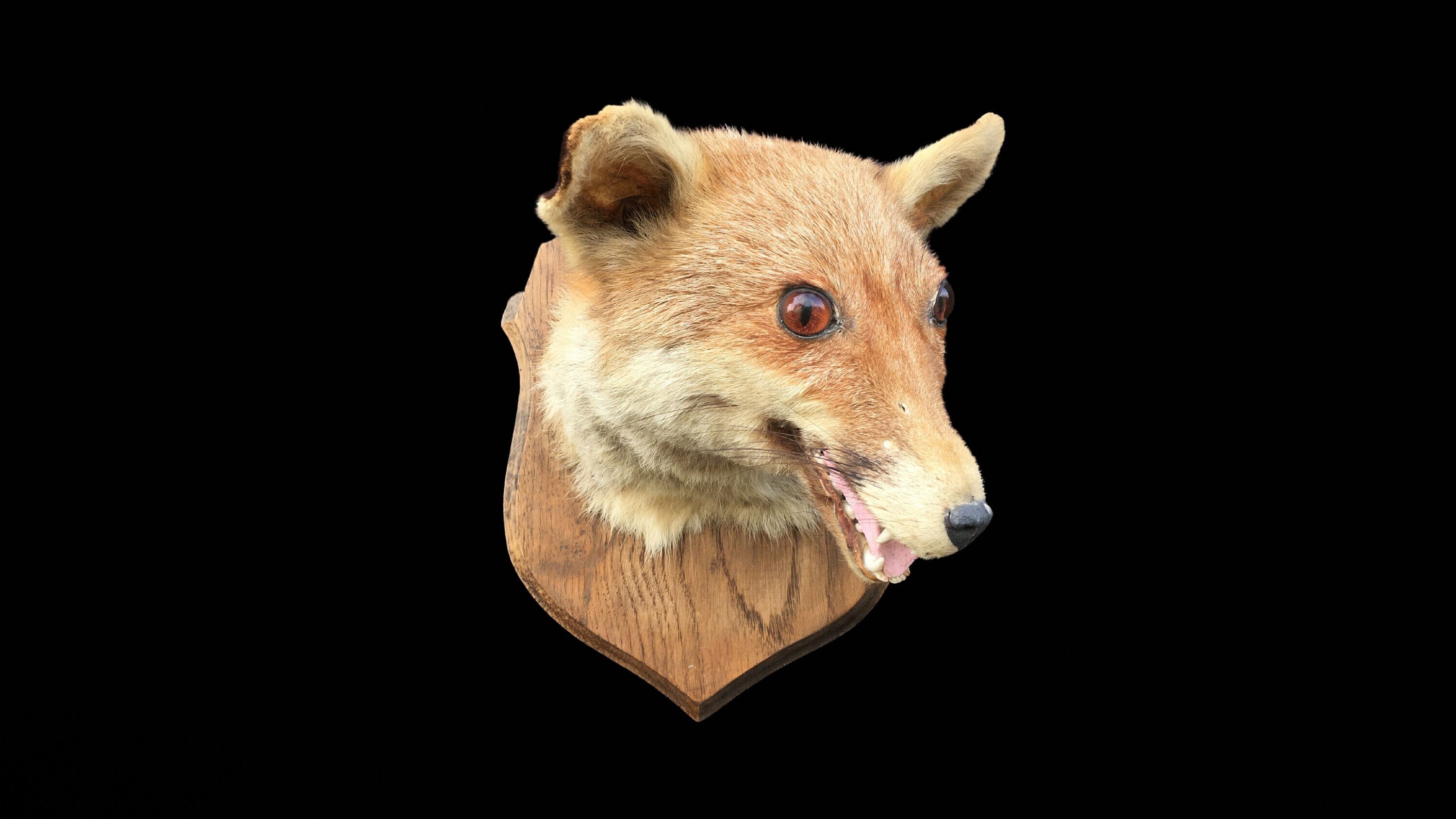 Tête de Renard Taxidermie sur Écusson. Drôle Taxidermie. Taxidermie Ratée. Bad Renard Écusson