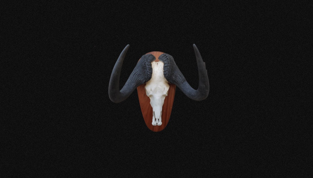 Gnou Noir, Crâne de Gnou, Massacre Gnou Noir. Cornes et Afrique. Trophée. sur Écusson.