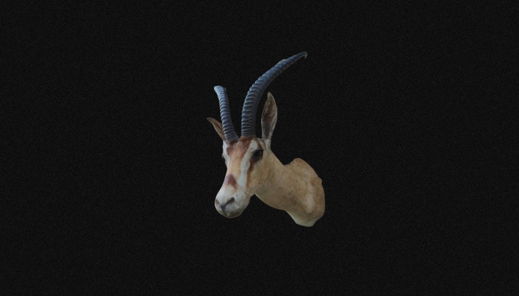 Superbe Gazelle Naturalisée, Bon État Vu L'ancienneté. Animabuy, Taxidermie de Seconde Main. Natural