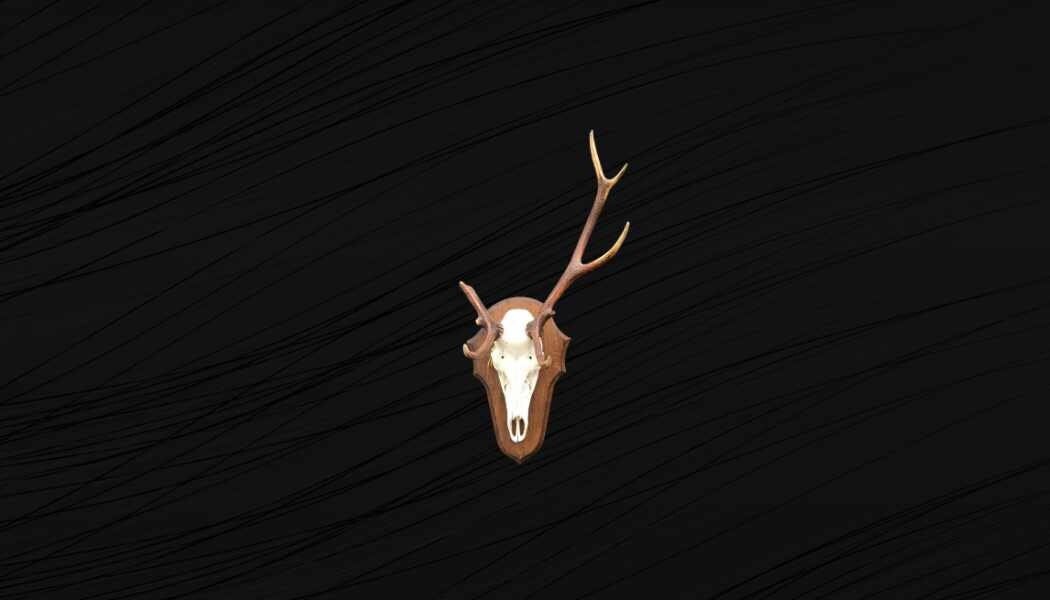 Crâne de Cerf Tête Bizarre. Cerf Bizarre. Massacre Atypique. Chasse.