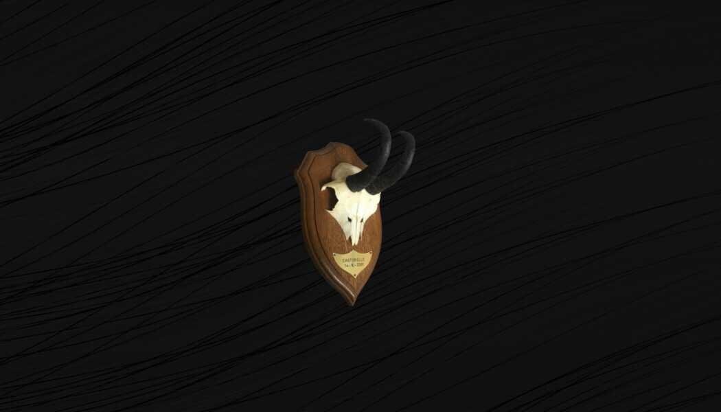 Massacre de Chamois sur Écusson, Crâne Chamois. Cornes Trophée.