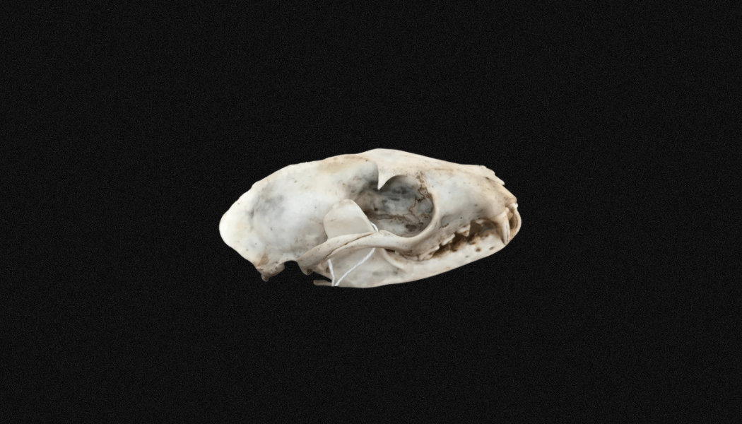 Crâne de Civette Jeune, Crâne Chat Musqué.