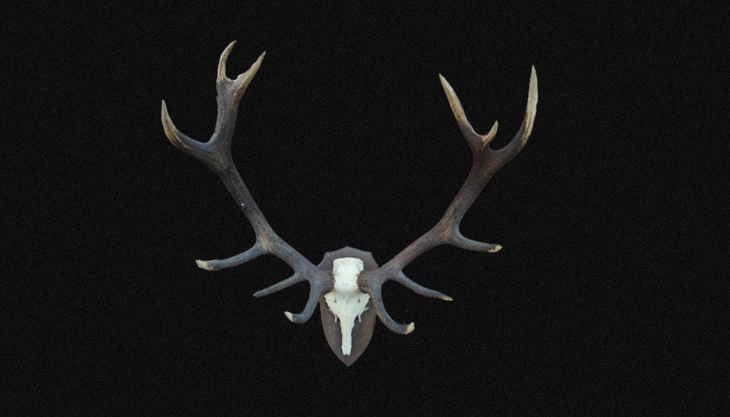 Superbe Massacre de Cerf Elaphe sur Écusson. Magnifiques Bois. Trophée, Crâne Cerf.