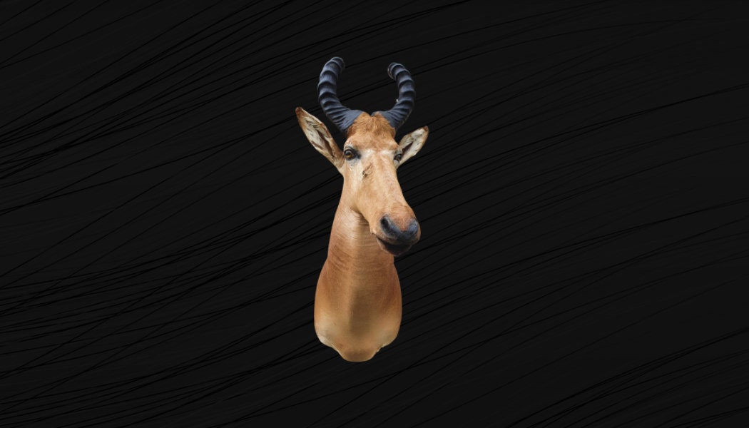 Bubla Leroux Taxidermie, Bubale Empaillé, Naturalisé. Animabuy. Animal Afrique Empaillé. Bovidé Afri