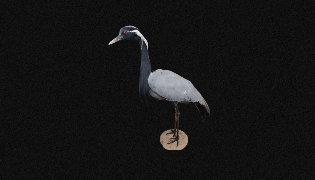 Magnifique Grue Demoiselle Naturalisée Grue Demoiselle de Numidie Taxidermie. Empaillée. Asie. Chine