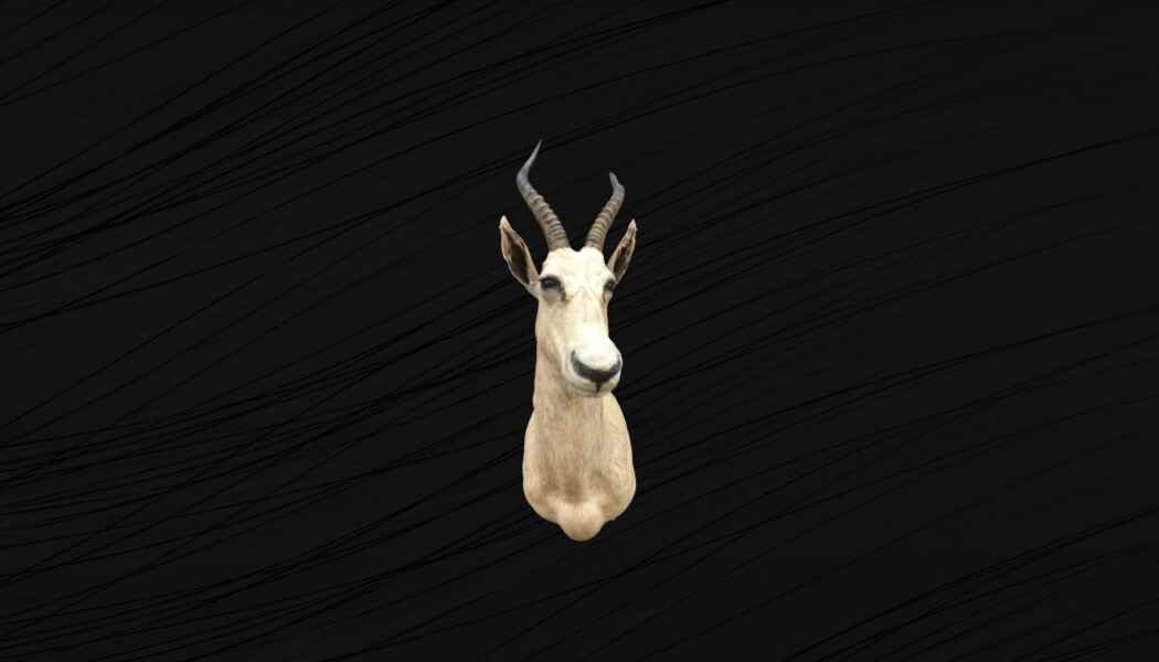 Damalisque à Front Blanc | Albinos ou Leucistique Taxidermie. Antilope Gazelle Bovin Afrique. Taxide