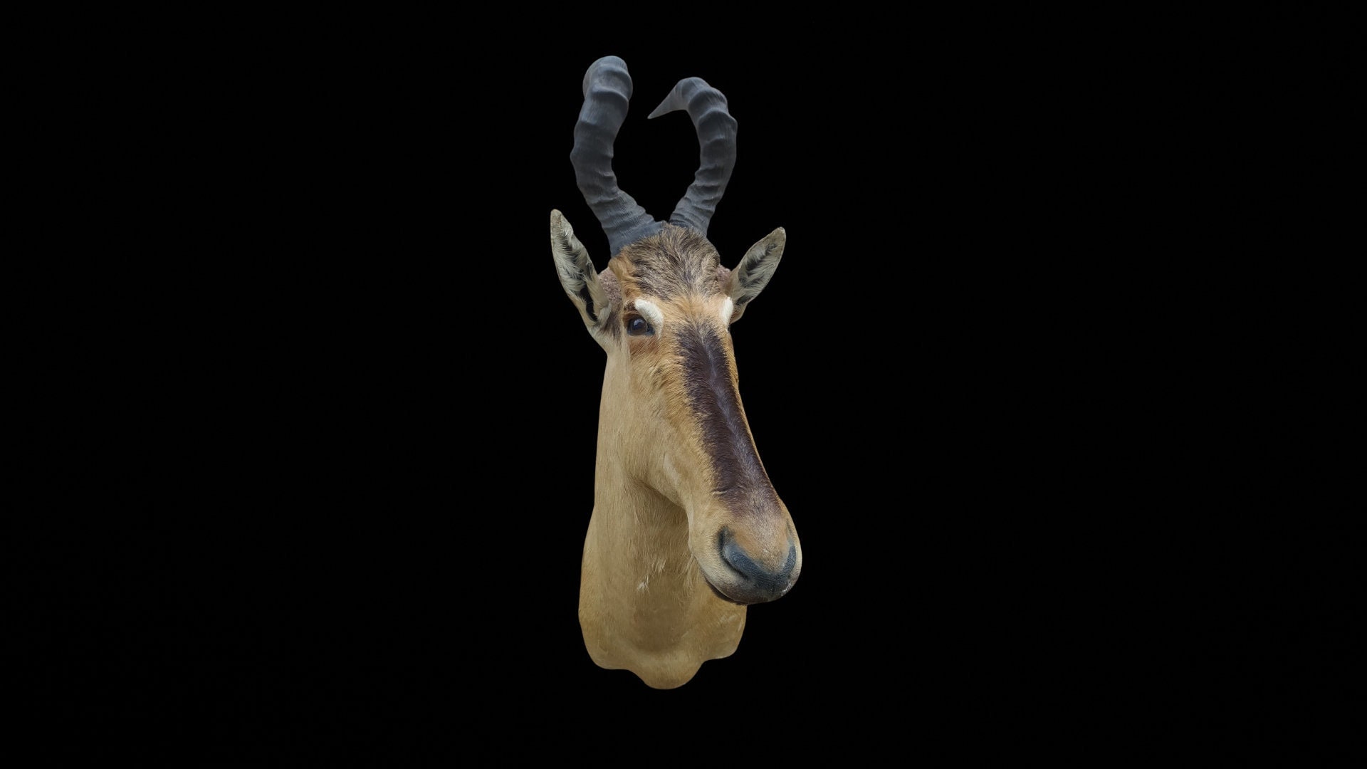 Tête en Cape de Bubale Roux | Alcelaphus Buselaphus. Taxidermie. Bubale Antilope Naturalisé.. Décora