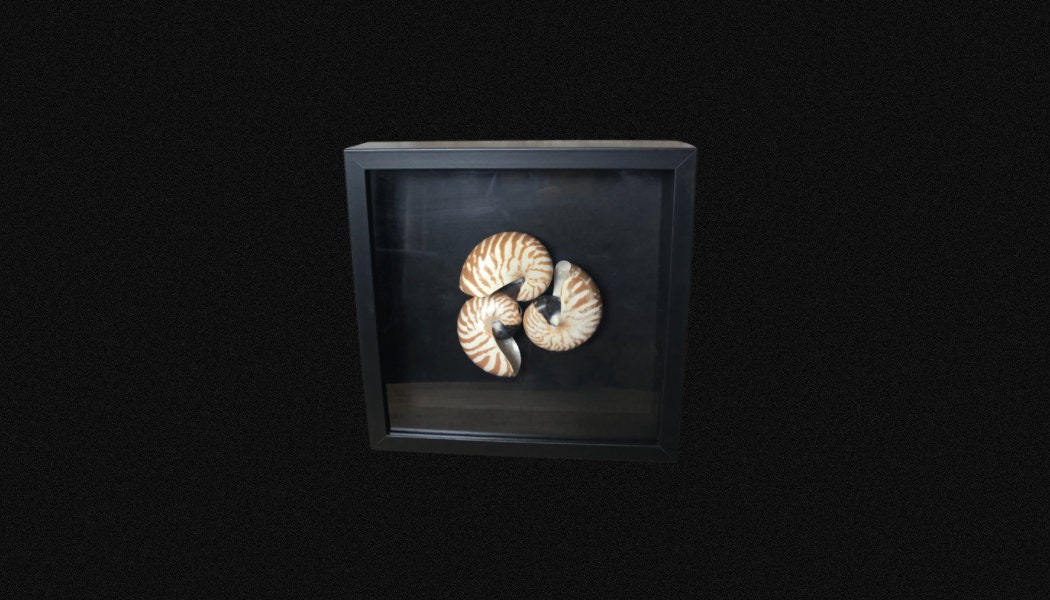Nautiles Encadrés, Cabinet de Curiosité. Musée Des Sciences Naturelles. Nautilus.