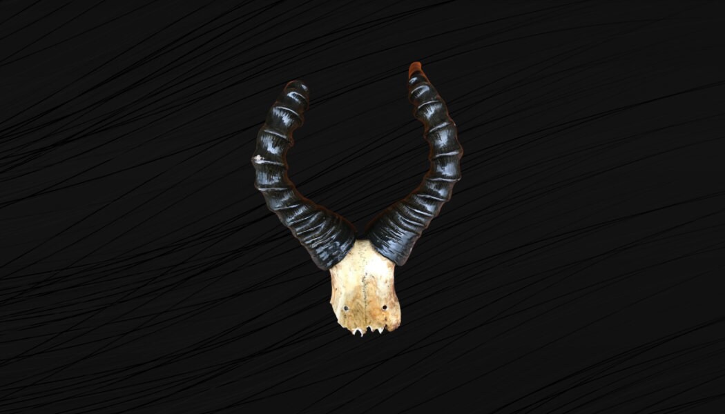 Cornes de Bubale, Crane Bubale. Massacre Bubble Vernis. Corne Afrique.