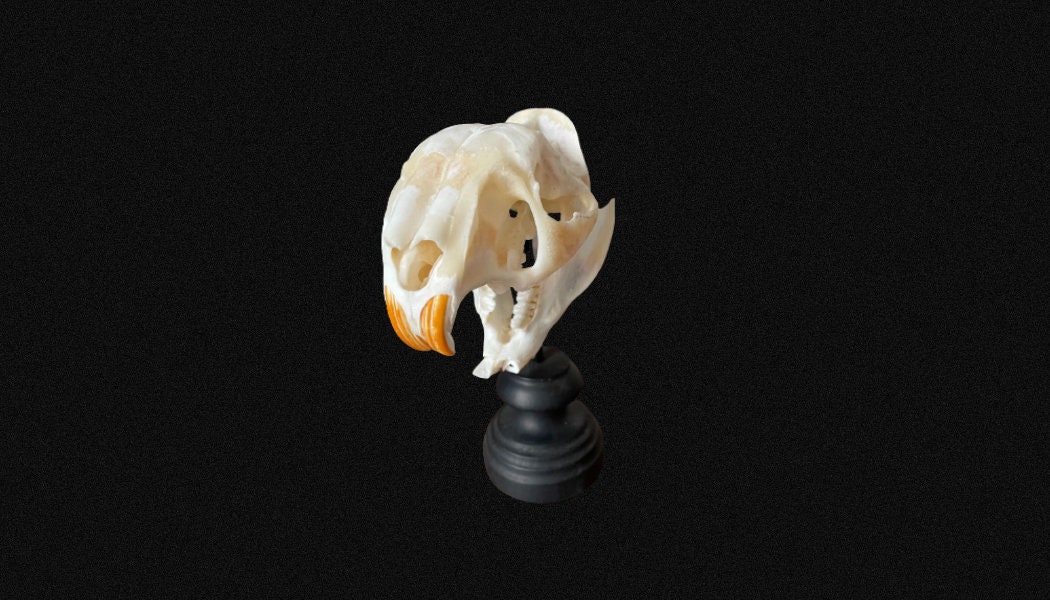 Crâne de Rat Des Roseaux sur Pied Tourné, en Excellent État Décoration Pour Cabinet Curiosité.