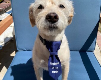 dog with a tie