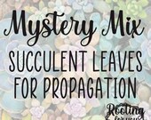 Mystery Mix of Succulent Leaves for Propagation - Oregon Licensed Nursery