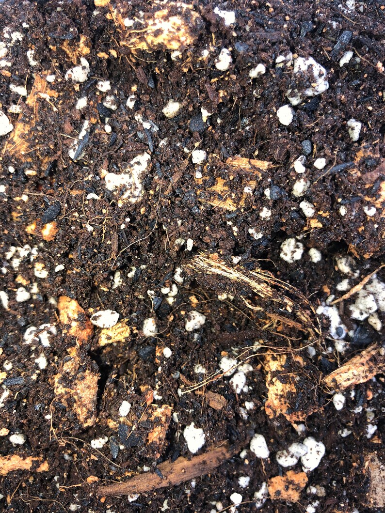 dieffenbachia potting mix