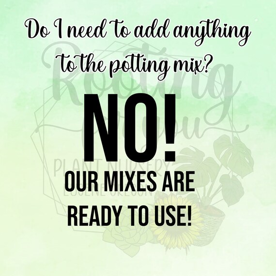 Gardening & Plants Oregon Licensed Nursery Bird of Paradise Tree