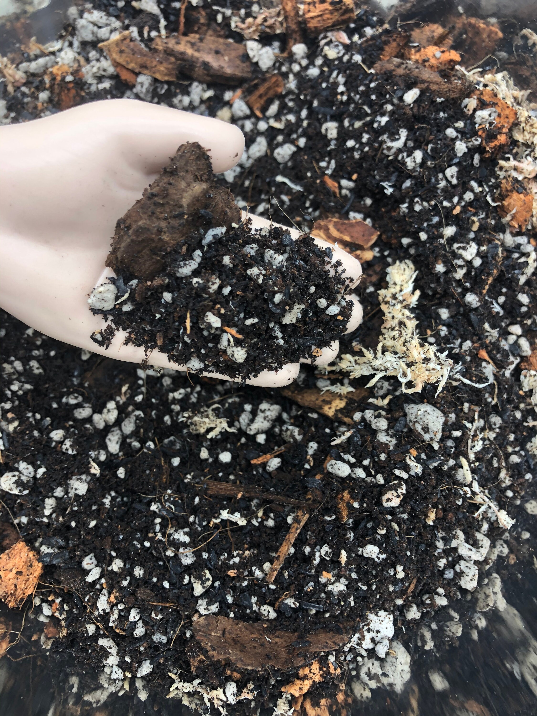 Gardening & Plants Oregon Licensed Nursery Bird of Paradise Tree