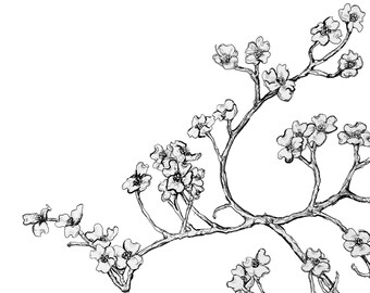 Floral Fine Art Print: Dogwood Blossoms