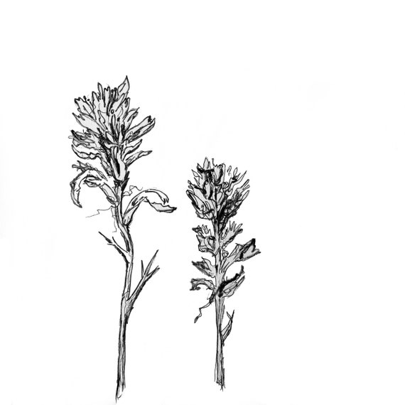 Floral Fine Art Print Indian Paintbrush Etsy