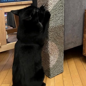 Pode incluir: Um gato preto arranha um arranhador retangular alto. O arranhador é feito de corda trançada em tons de bege e cinza. O gato é o foco principal, de costas para o espectador, em um ambiente doméstico.