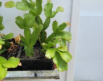 True Blue Christmas Cactus Houseplant Schlumbergera Buckleyi - Etsy