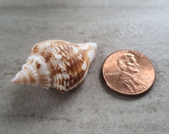 1X Juvenile Fighting Conch, 100% Natural Florida Shore-Found Seashell