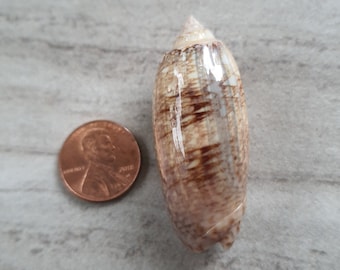 1X Florida Lettered Olive Shell, 100% Natural Florida Seashell