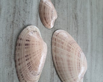 3 Piece Florida Authentic Sunray Venus Clams, Size Variations, 100% Natural Seashells