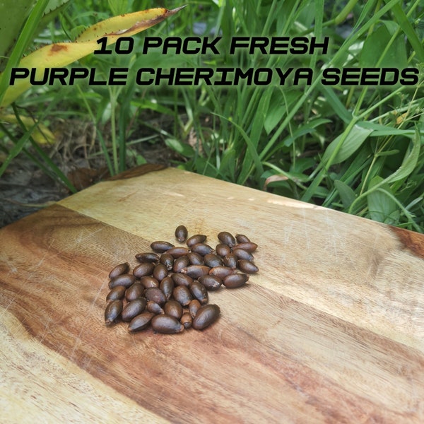 10er Pack Frische lila Cherimoya-Samen - 100% frische natürliche Fruchtsamen 10x Cherimoya / Lila Custard Apple / Anona Squamosa